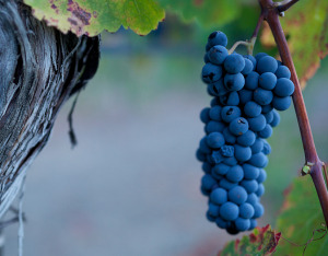 A cluster of grapes hangs from a vine