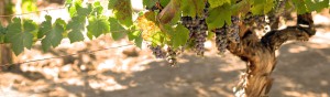 Shypoke Vineyards grapes hang from a trellis