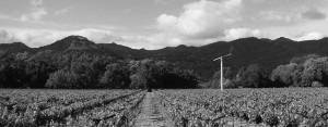 Black and White Vineyards